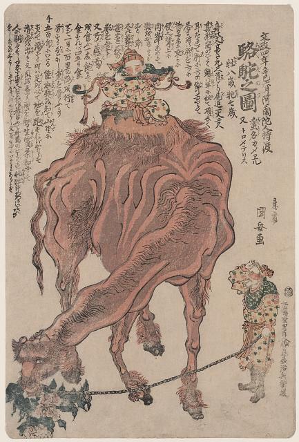 「文政四年辛巳六月阿蘭陀人持渡」「駱駝之図」 「蛮名カメヱル 又 トロメテリス」「牡八歳牝七歳」