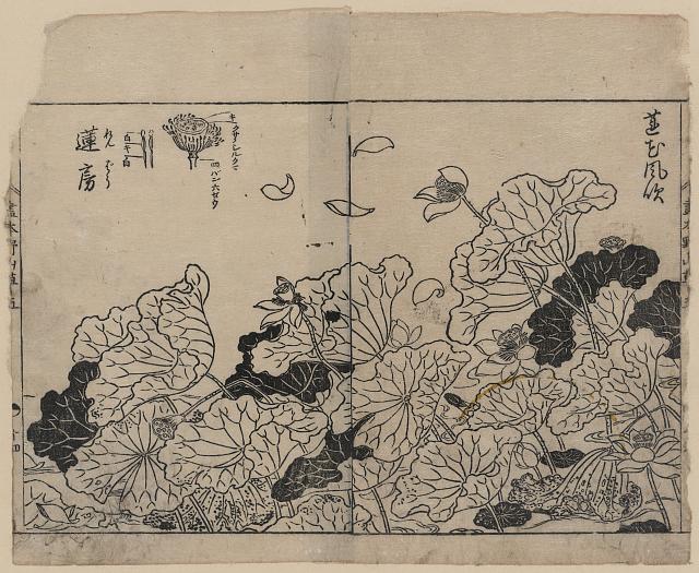 「蓮花風吹」「蓮房」 「(『画本野山草』五)」