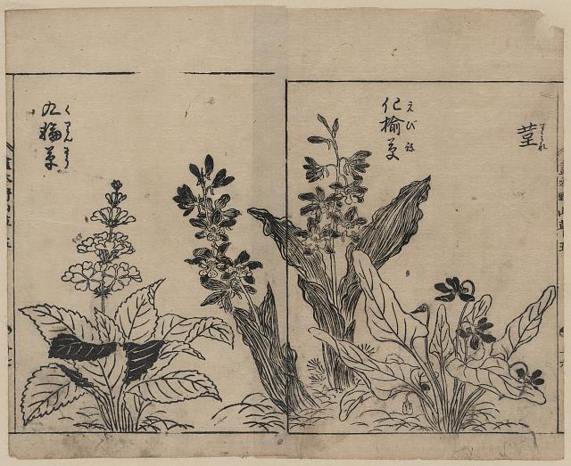 「菫」「」「九輪草」 「(『画本野山草』五)」