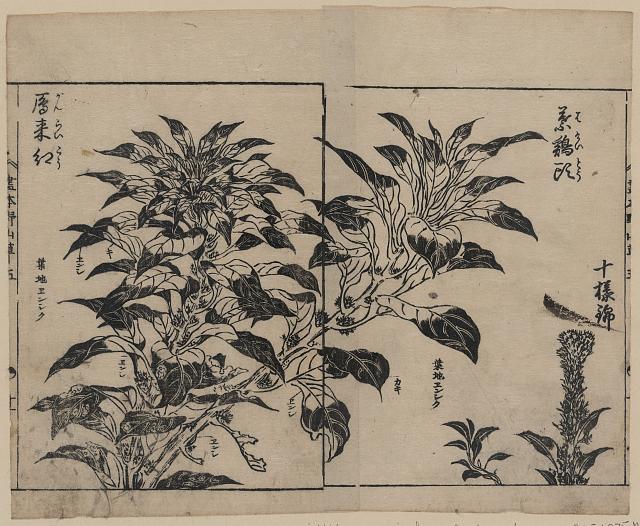 「葉鶏頭」「雁来紅」 「(『画本野山草』五)」