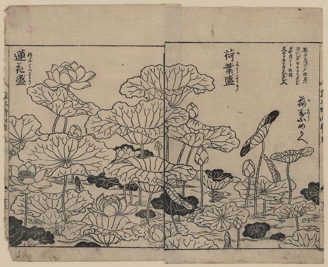 「荷葉盛」「蓮花盛」 「(『画本野山草』五)」